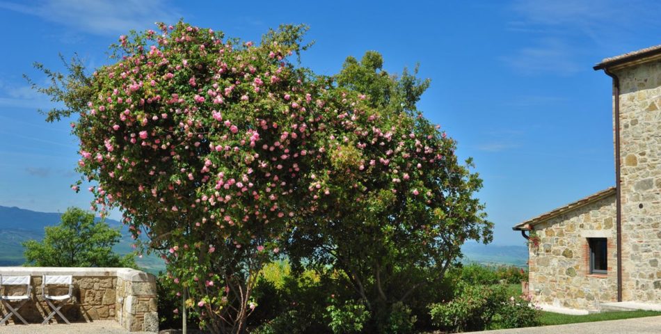 villa sambuco valdorcia roses