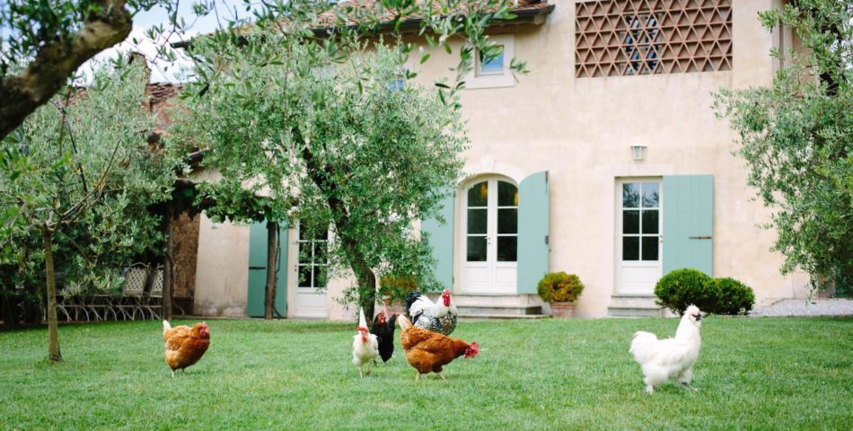 lucca villa chicken in the courtyard