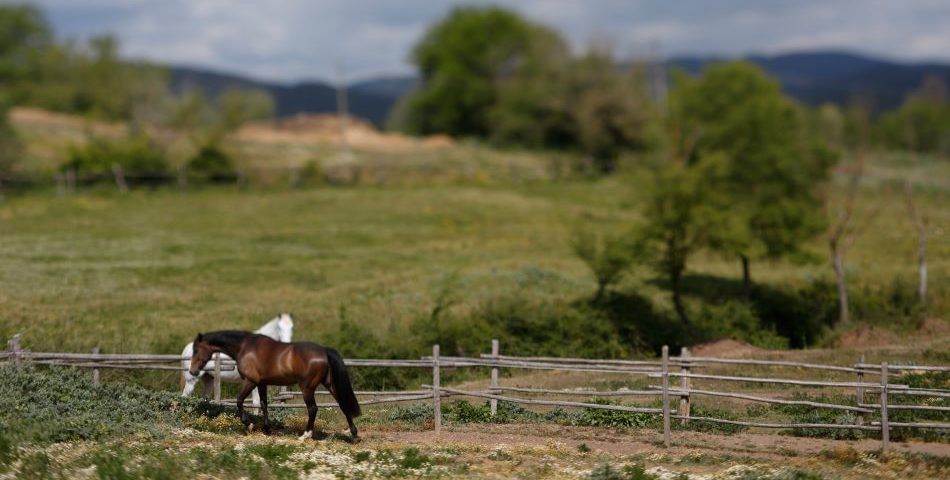 Maremma Italy Villa Rentals Horse