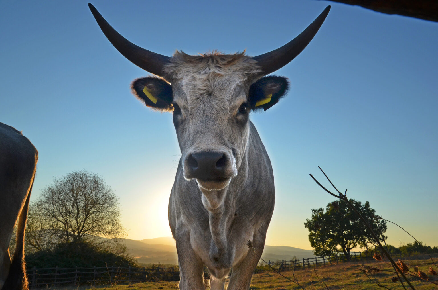 Maremma Italy Cow