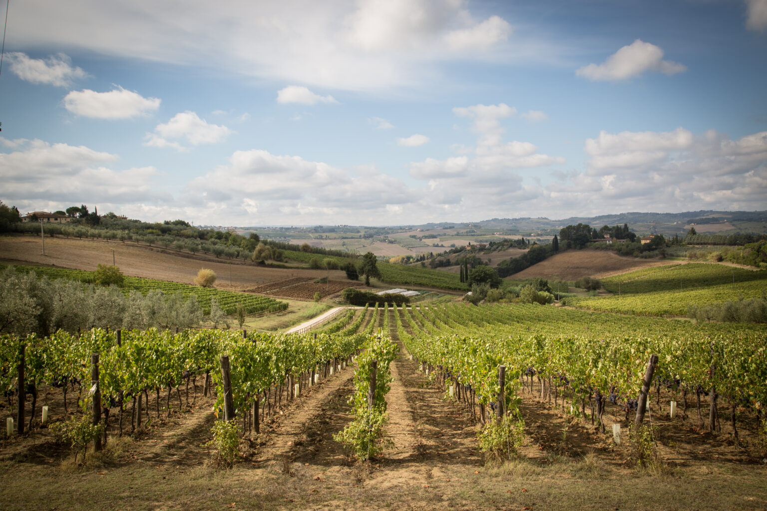 Chianti Colli Fiorentini Characteristics Wine Tastings Estates