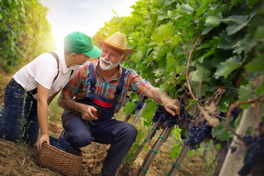 grape harvesting